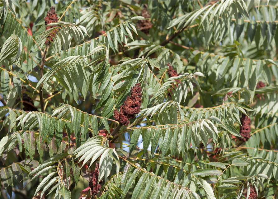 Rhus typhina Dissecta