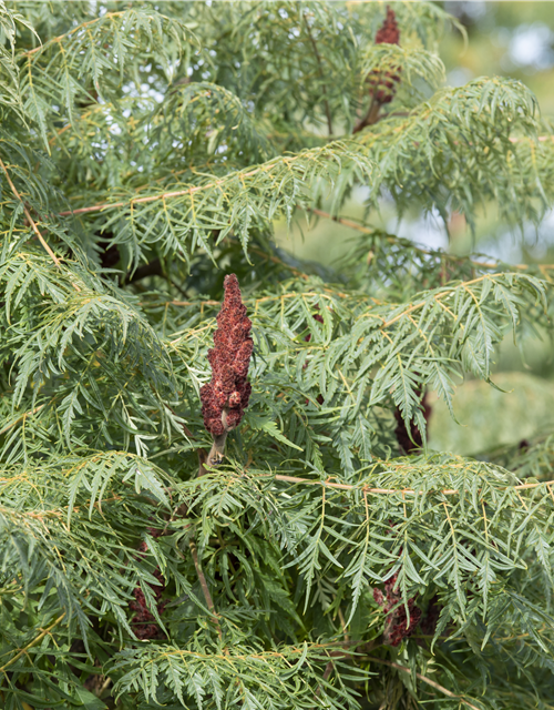 Rhus typhina Dissecta