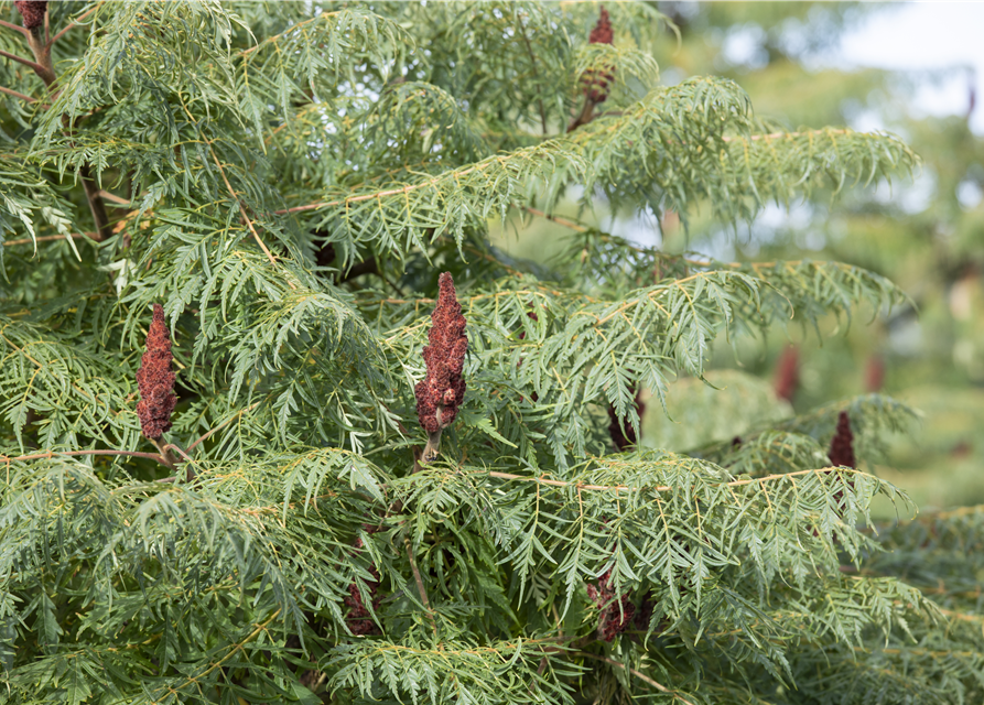 Rhus typhina Dissecta