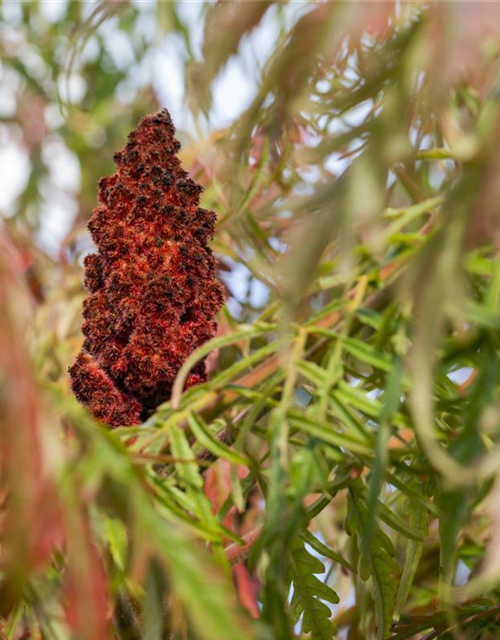 Rhus typhina Dissecta