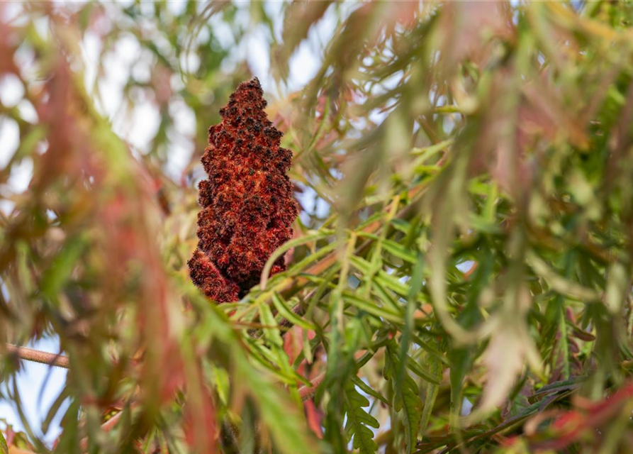 Rhus typhina Dissecta
