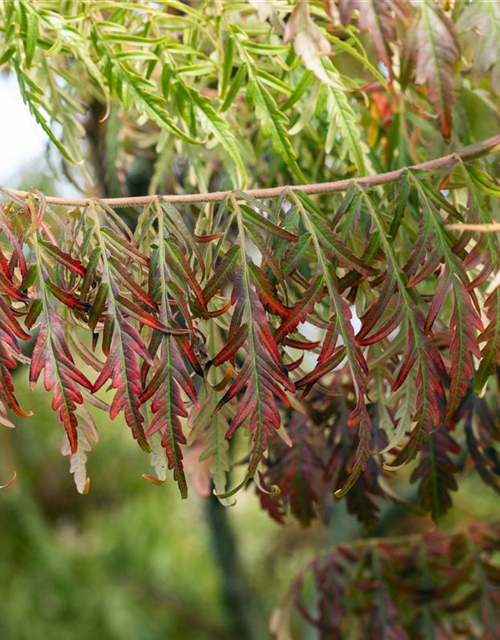 Rhus typhina Dissecta