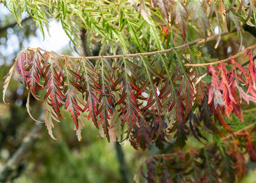Rhus typhina Dissecta