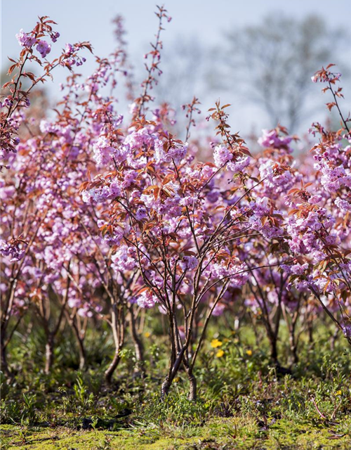 Prunus serrulata Kanzan