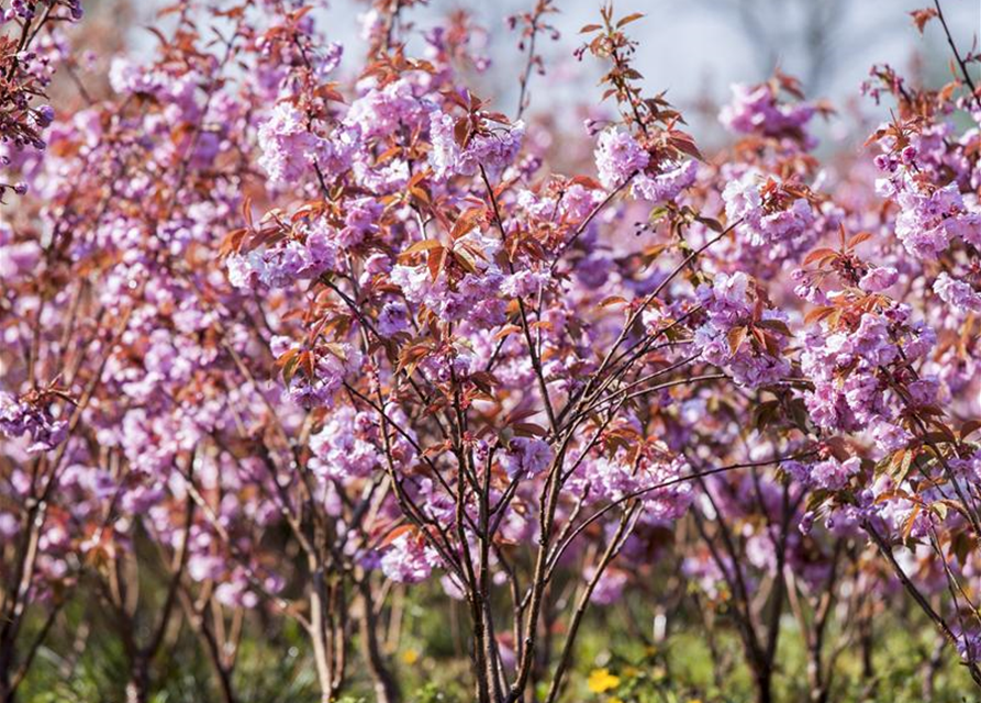 Prunus serrulata Kanzan