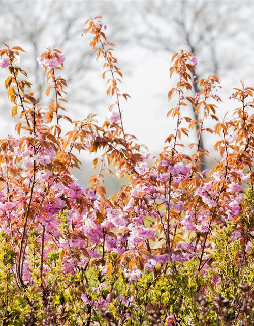 Prunus serrulata Kanzan