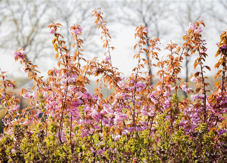 Prunus serrulata Kanzan
