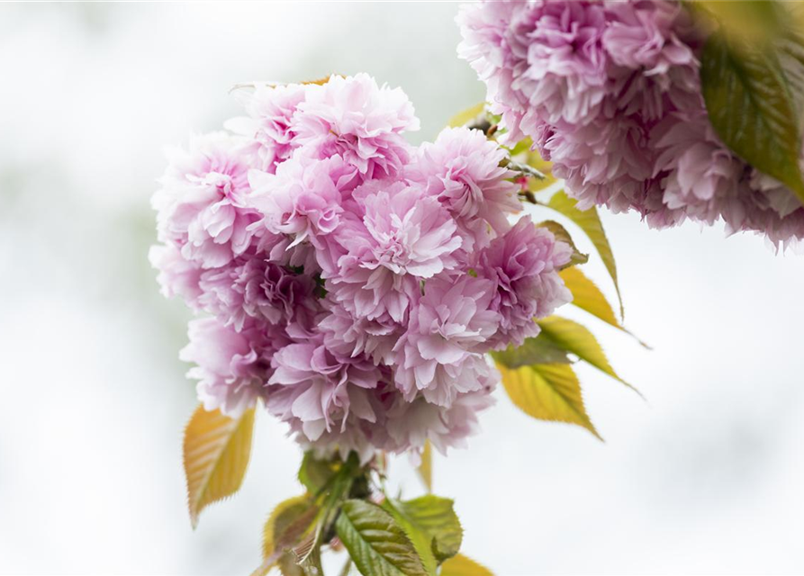 Prunus serrulata Kanzan