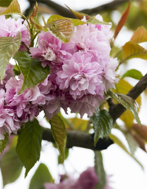 Prunus serrulata Kanzan