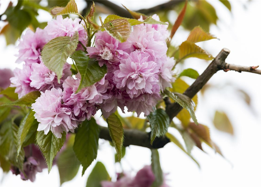 Prunus serrulata Kanzan