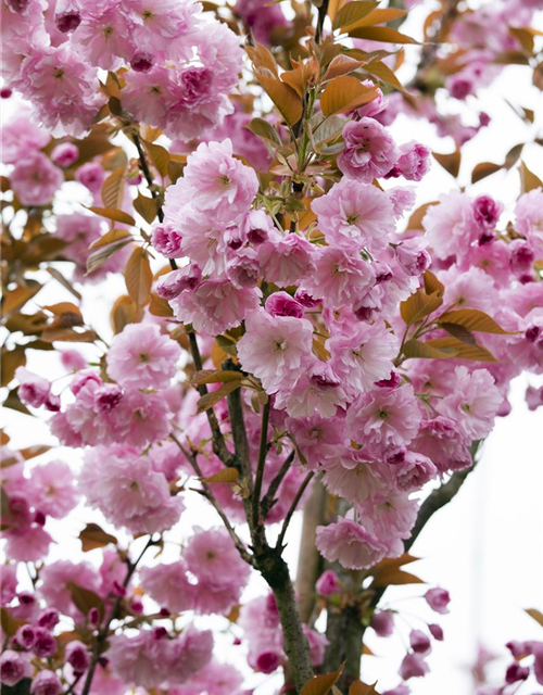 Prunus serrulata Kanzan