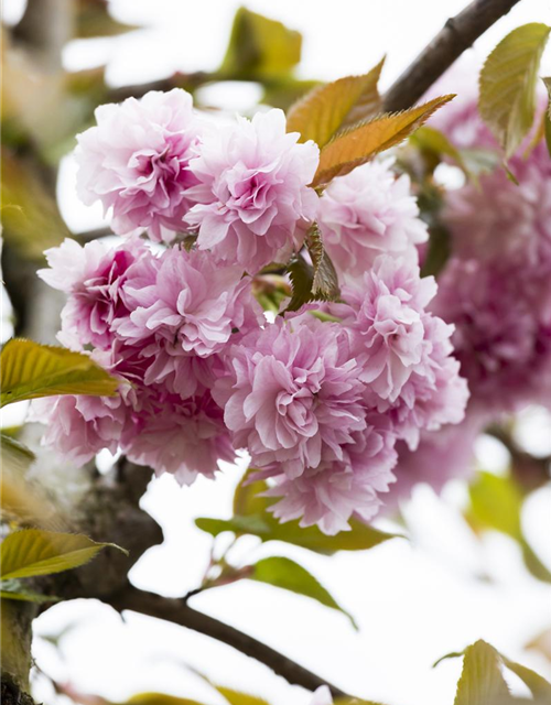 Prunus serrulata Kanzan