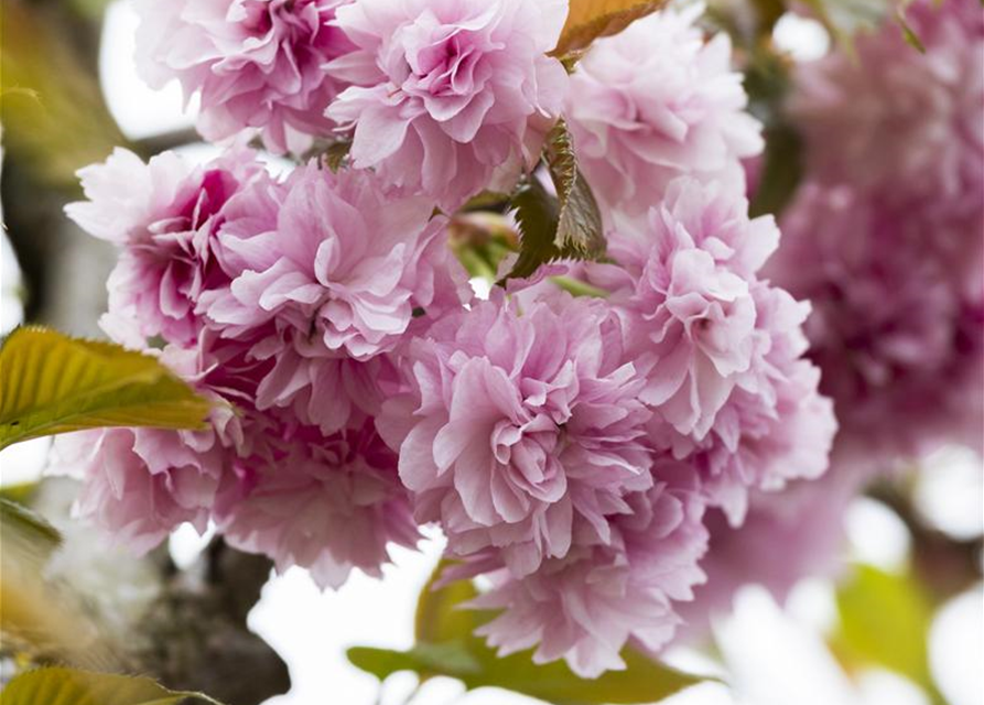 Prunus serrulata Kanzan