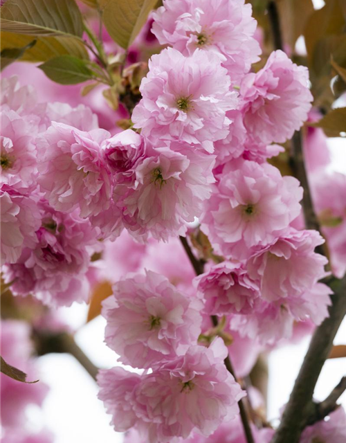 Prunus serrulata Kanzan