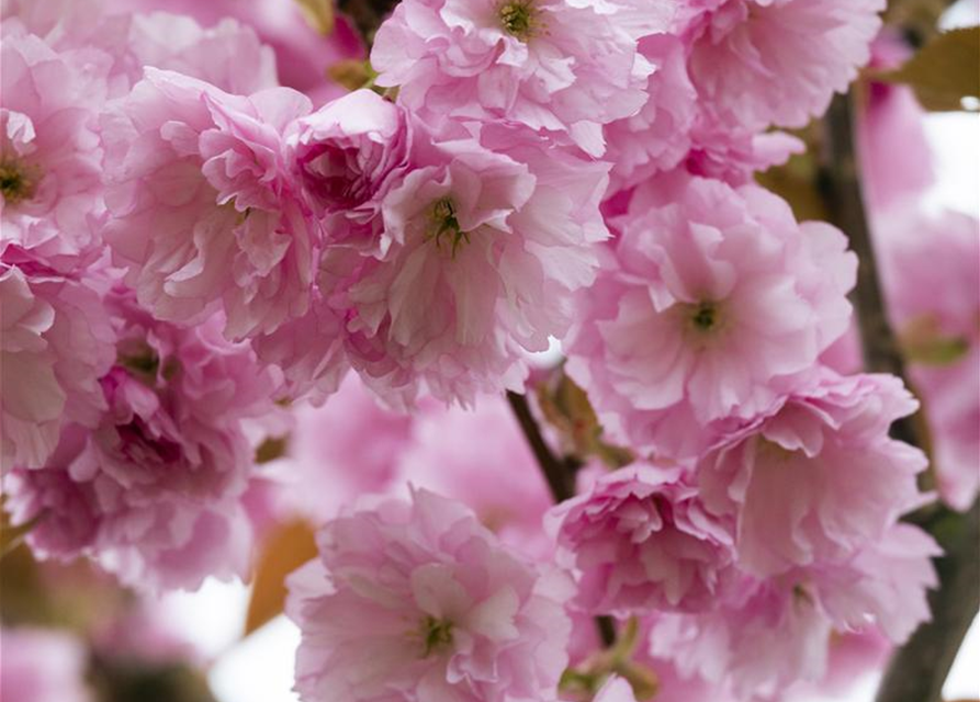 Prunus serrulata Kanzan