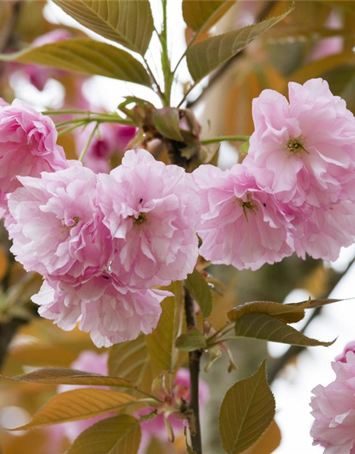 Prunus serrulata Kanzan