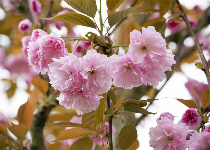 Prunus serrulata Kanzan