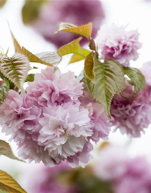 Prunus serrulata Kanzan