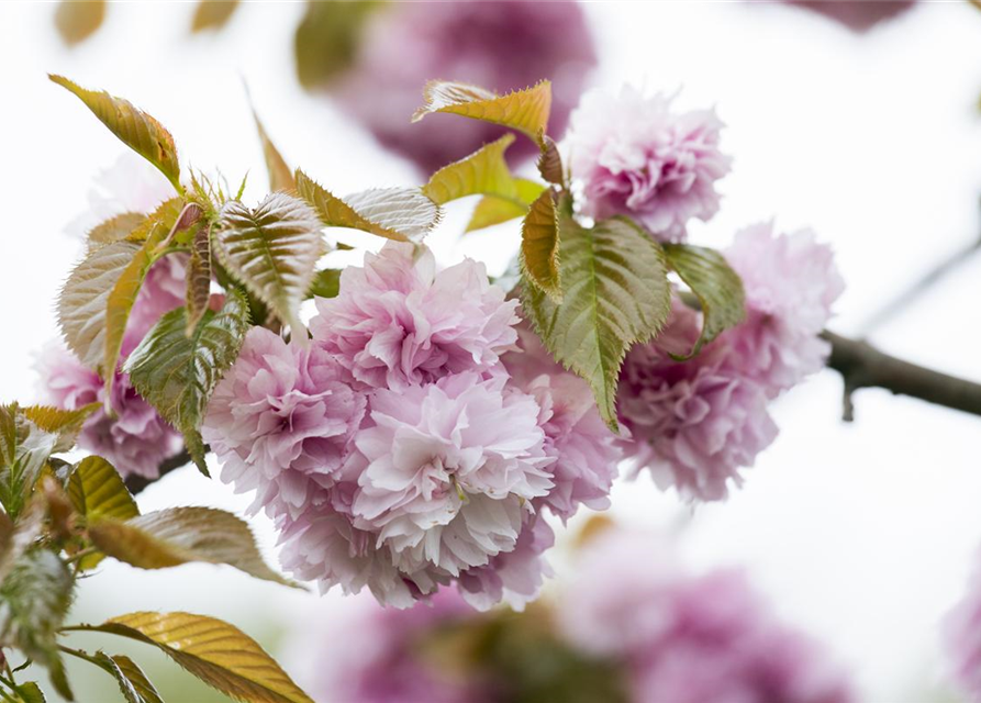 Prunus serrulata Kanzan
