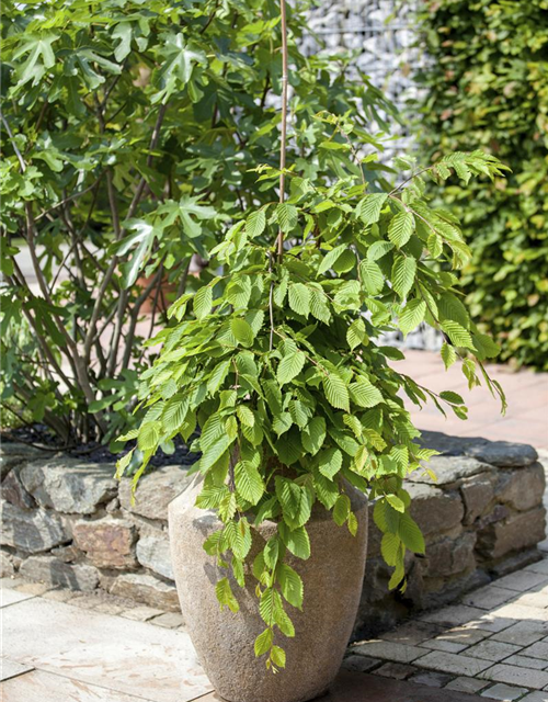 Fagus sylvatica