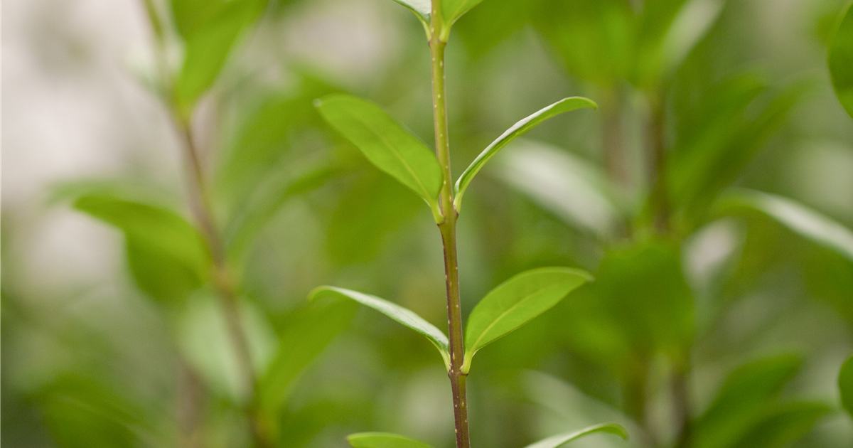 Ligustrum vulgare Atrovirens, Schwarzgrner Liguster - Grtnerei Schliebener