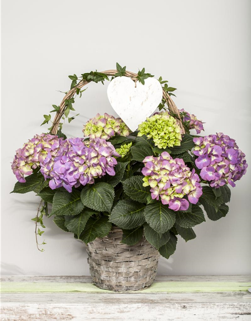 Hydrangea macrophylla Mix