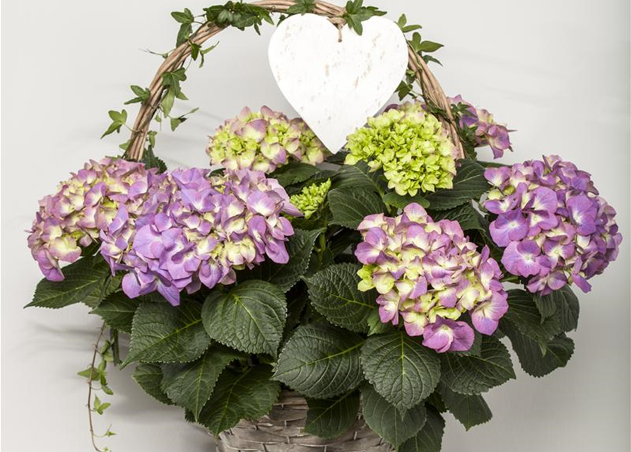 Hydrangea macrophylla Mix
