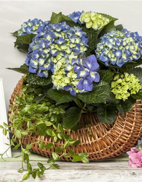 Hydrangea macrophylla Mix