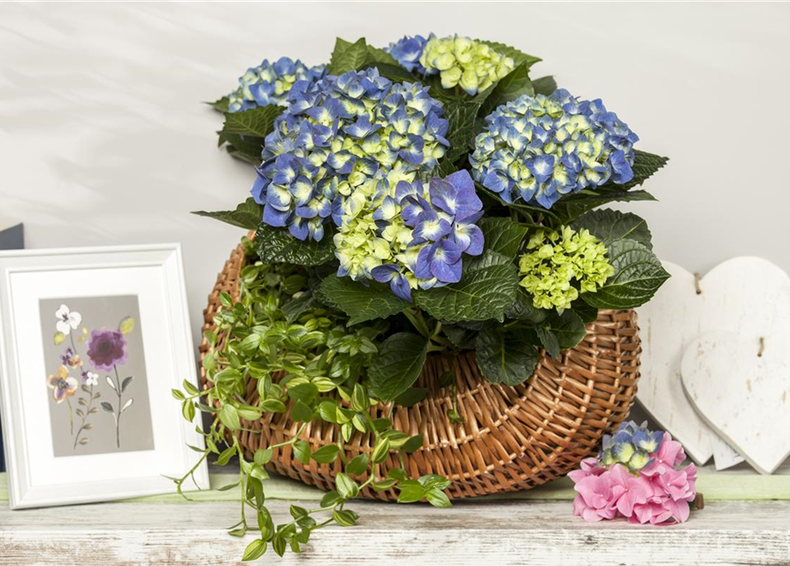 Hydrangea macrophylla Mix