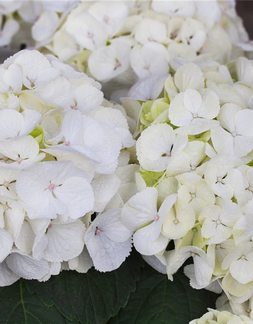 Hydrangea macrophylla Clarissa