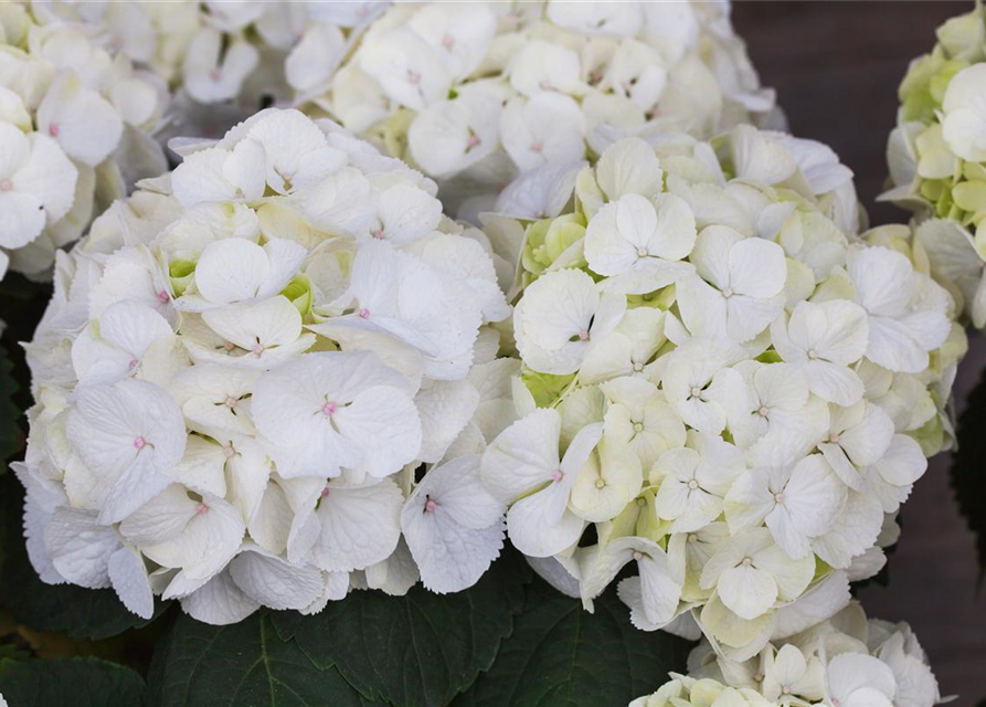 Hydrangea macrophylla Clarissa