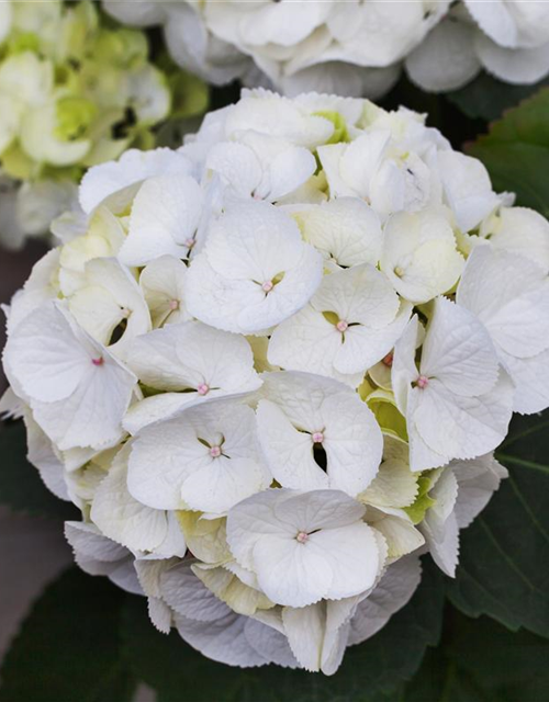 Hydrangea macrophylla Clarissa
