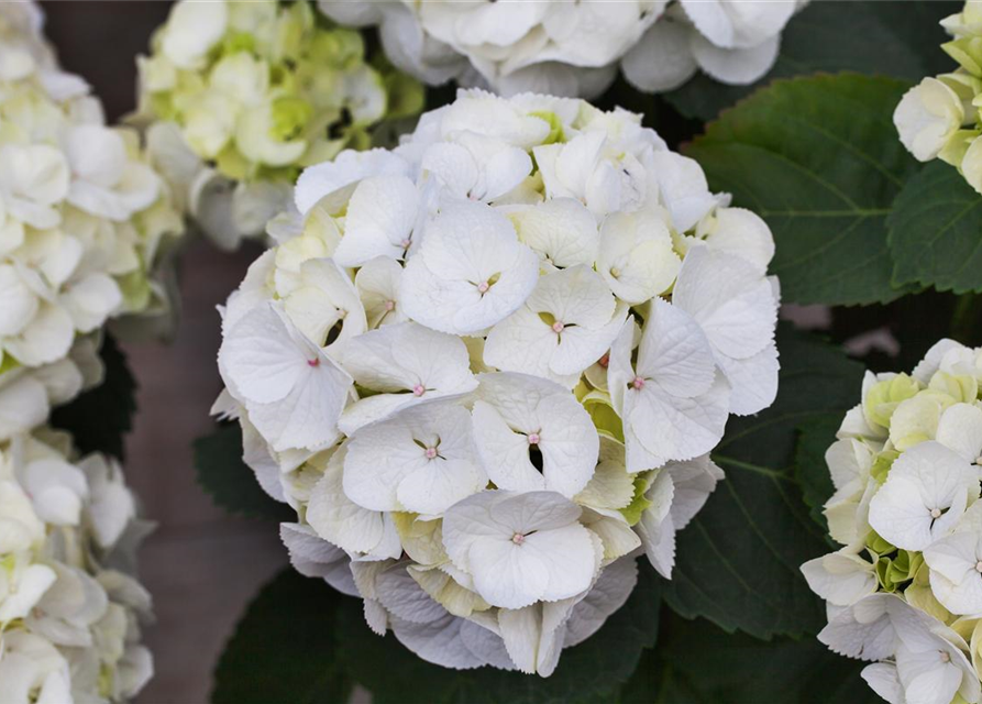 Hydrangea macrophylla Clarissa