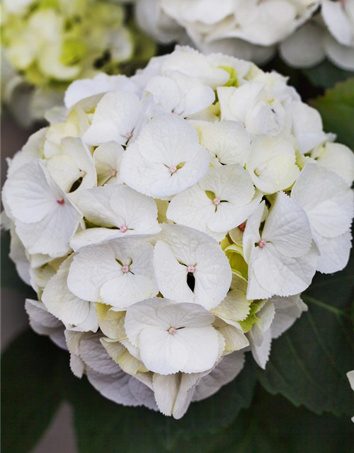 Hydrangea macrophylla Clarissa