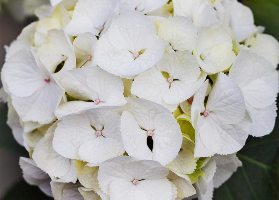 Hydrangea macrophylla Clarissa
