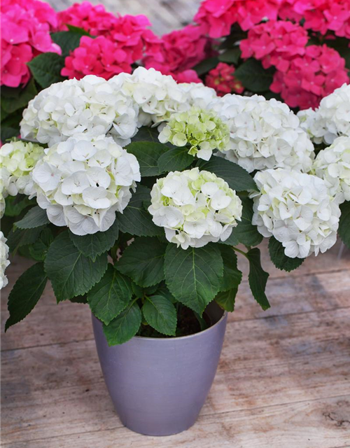 Hydrangea macrophylla Clarissa
