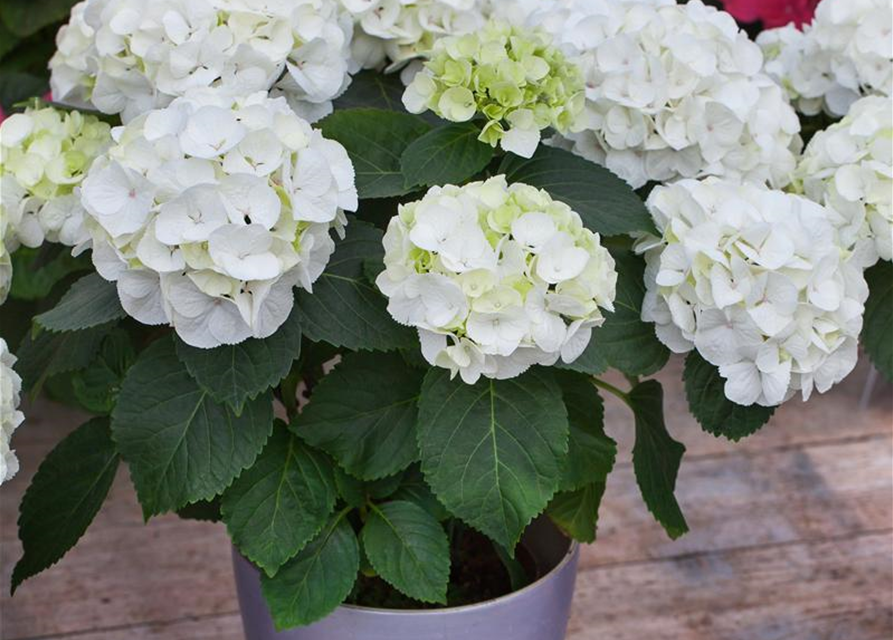 Hydrangea macrophylla Clarissa