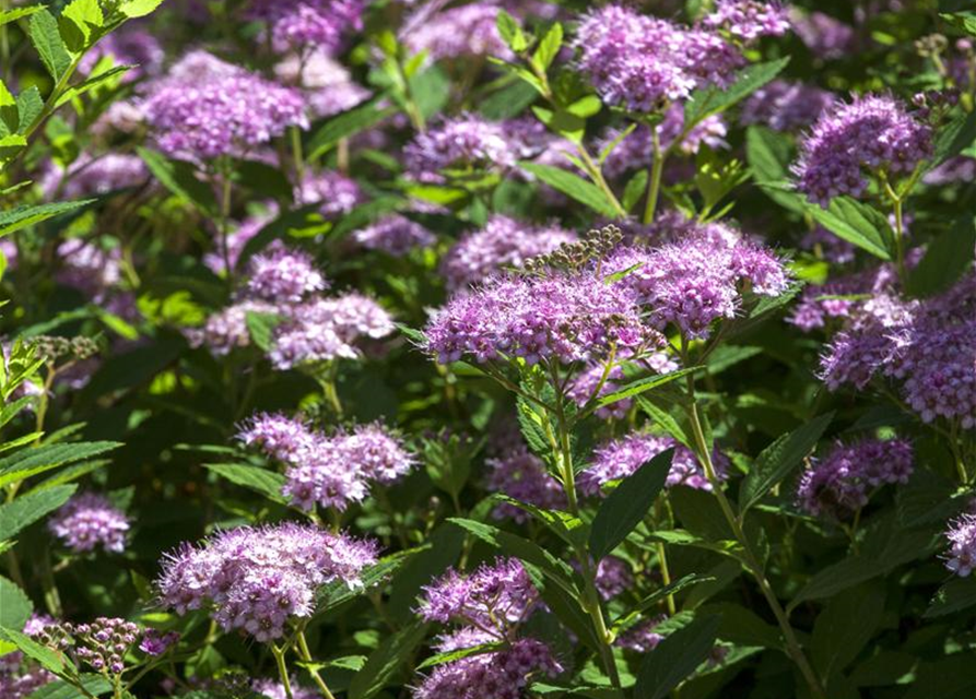 Spiraea japonica Little Princess