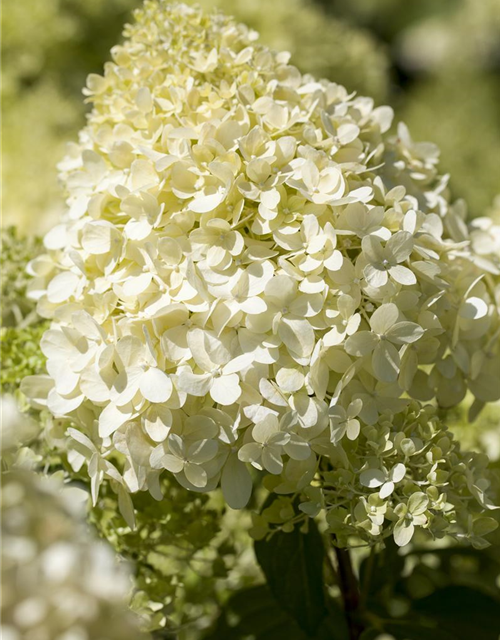 Hydrangea pan.