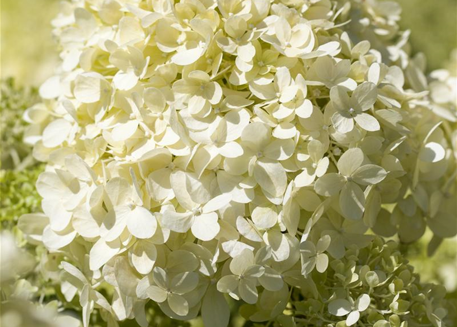 Hydrangea pan.