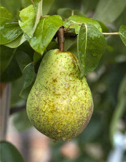 Pyrus communis Williams Christ