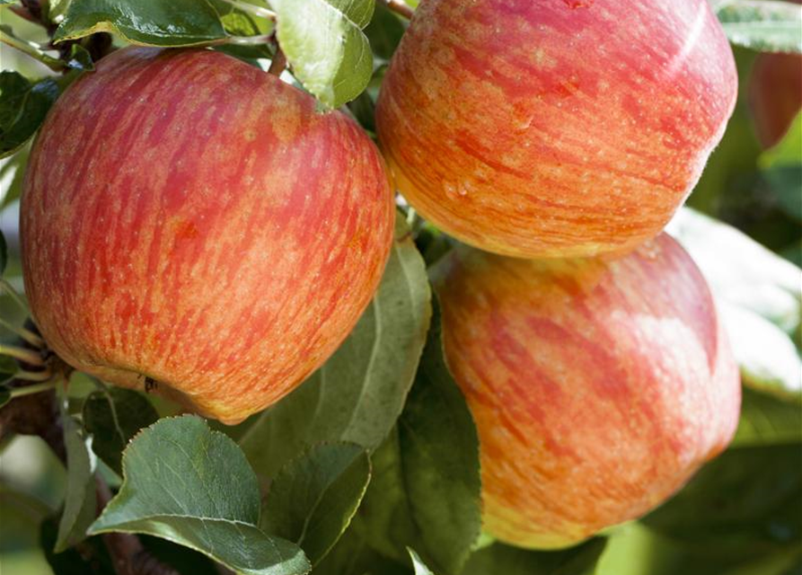 Malus domestica Gala