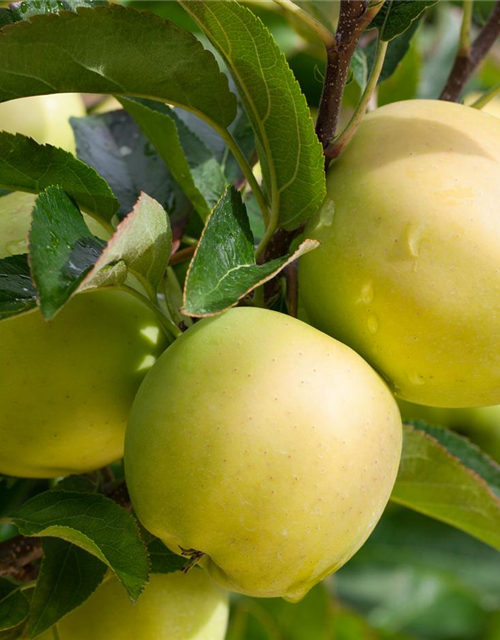 Malus domestica Golden Delicious