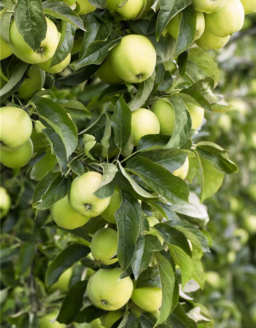 Malus domestica Golden Delicious