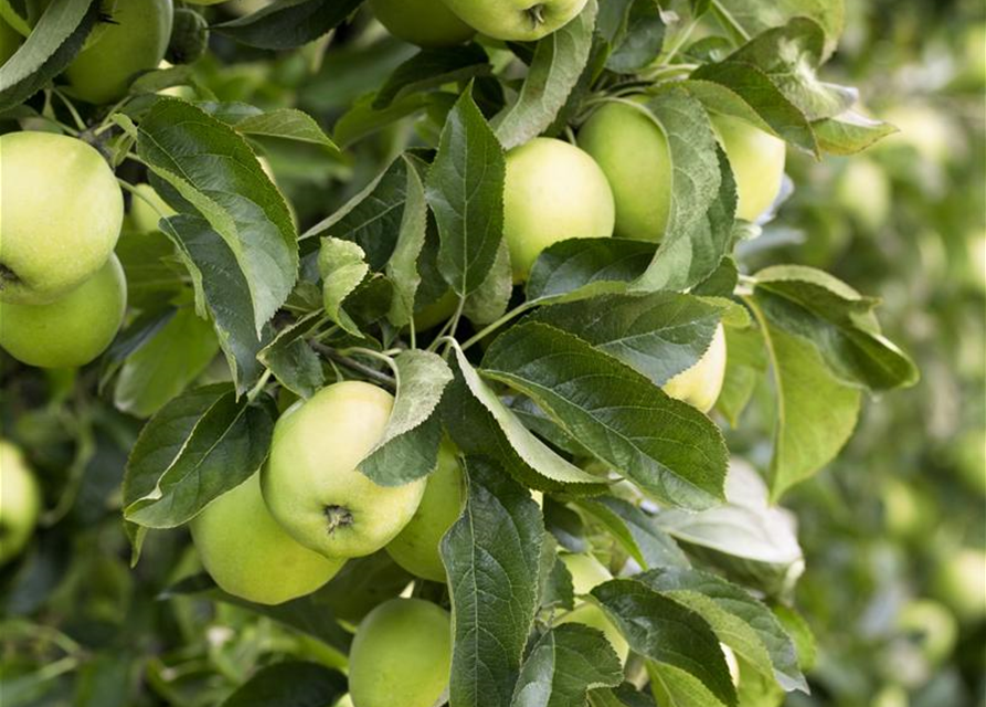Malus domestica Golden Delicious