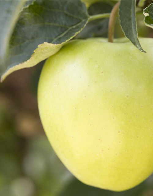 Malus domestica Golden Delicious