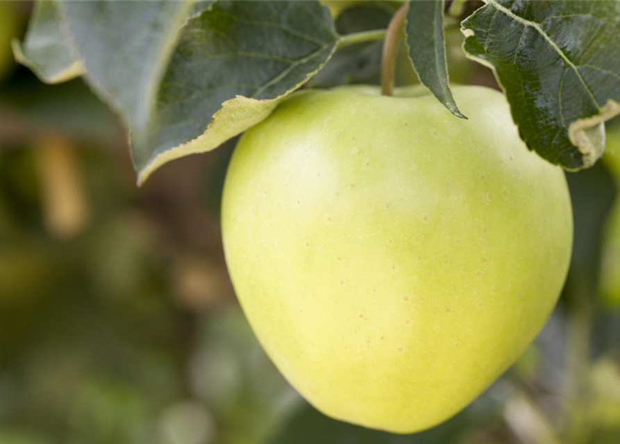 Malus domestica Golden Delicious