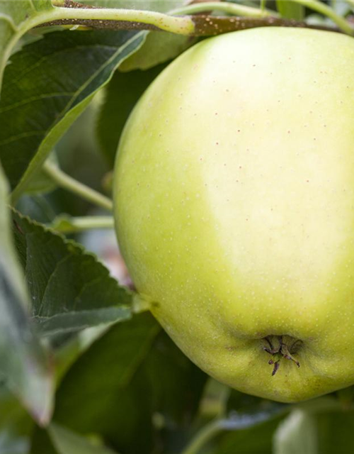 Malus domestica Golden Delicious