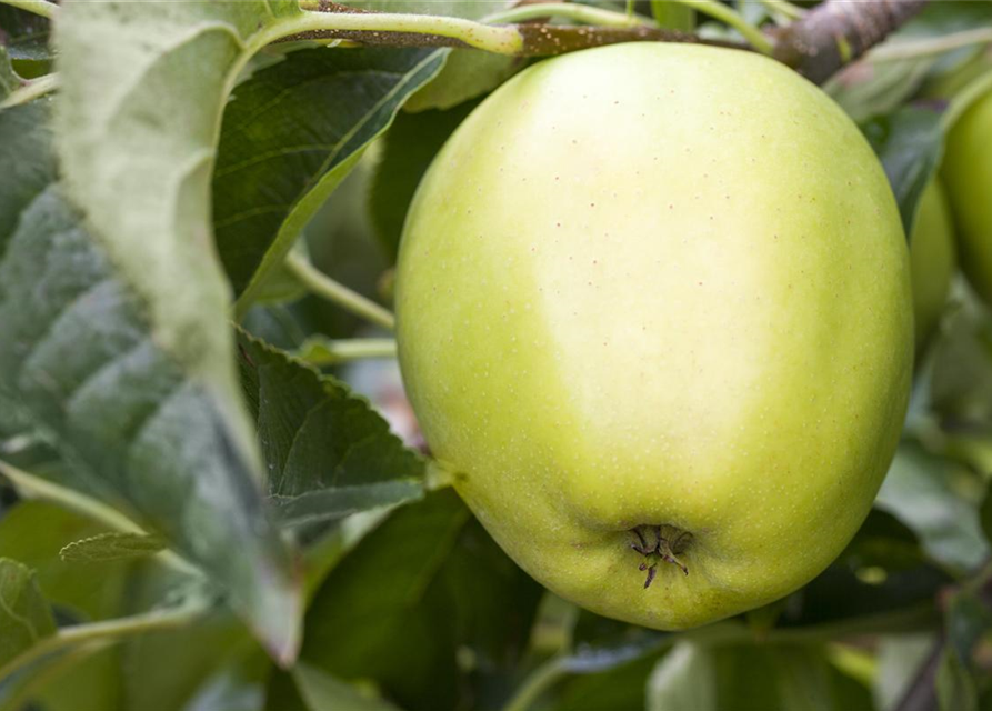 Malus domestica Golden Delicious