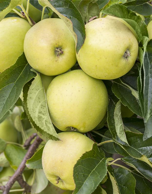 Malus domestica Golden Delicious
